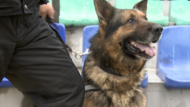 Кучето Бруно е сред ветераните в полицията. Вече е работило