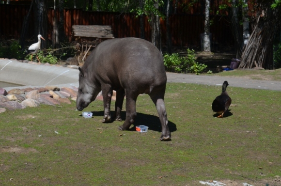 Тапирът Клеопатра от зоологическата градина в Нижни Новгород предрече победа