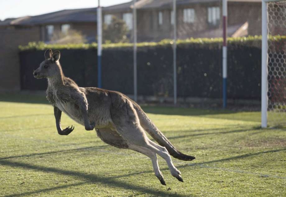 Кенгуру прекъсна футболен мач между женски отбори в столицата на