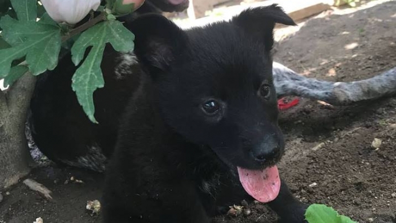 Националките по волейбол търсят стопанин за кученце което са намерили