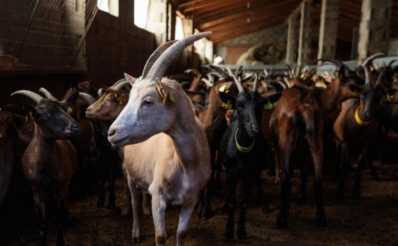 18 турски футболисти бяха продадени за 15 000 лири за