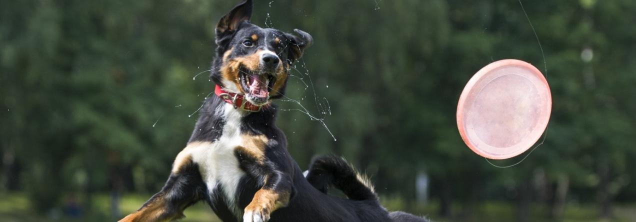 Безспорно разходките с домашния любимец са полезни и приятни колкото