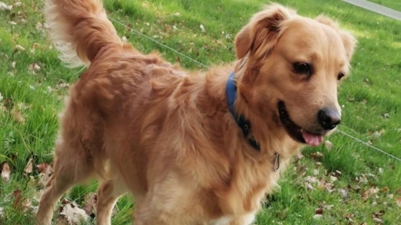 Volleymaritza bg представя домашните любимци на волейболните шампионки от Марица Пловдив В