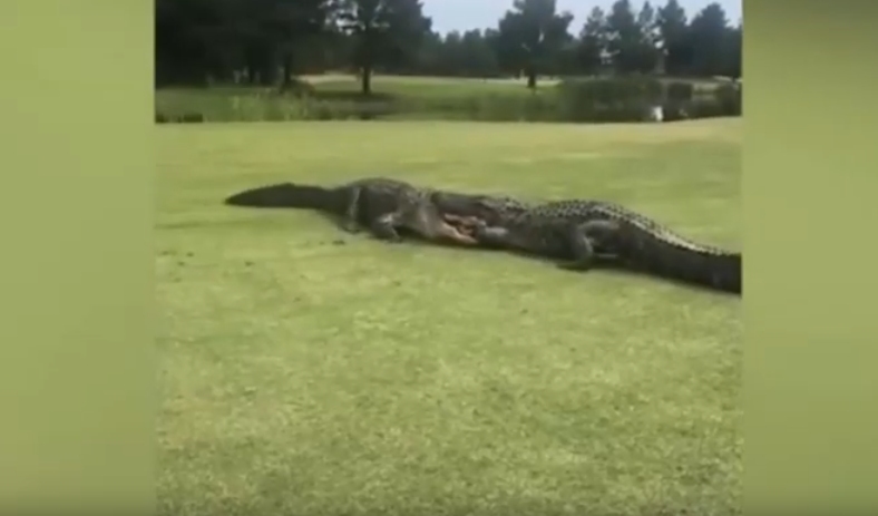 Шокиращо видео бе заснето от голфър в Южна Каролина. Група