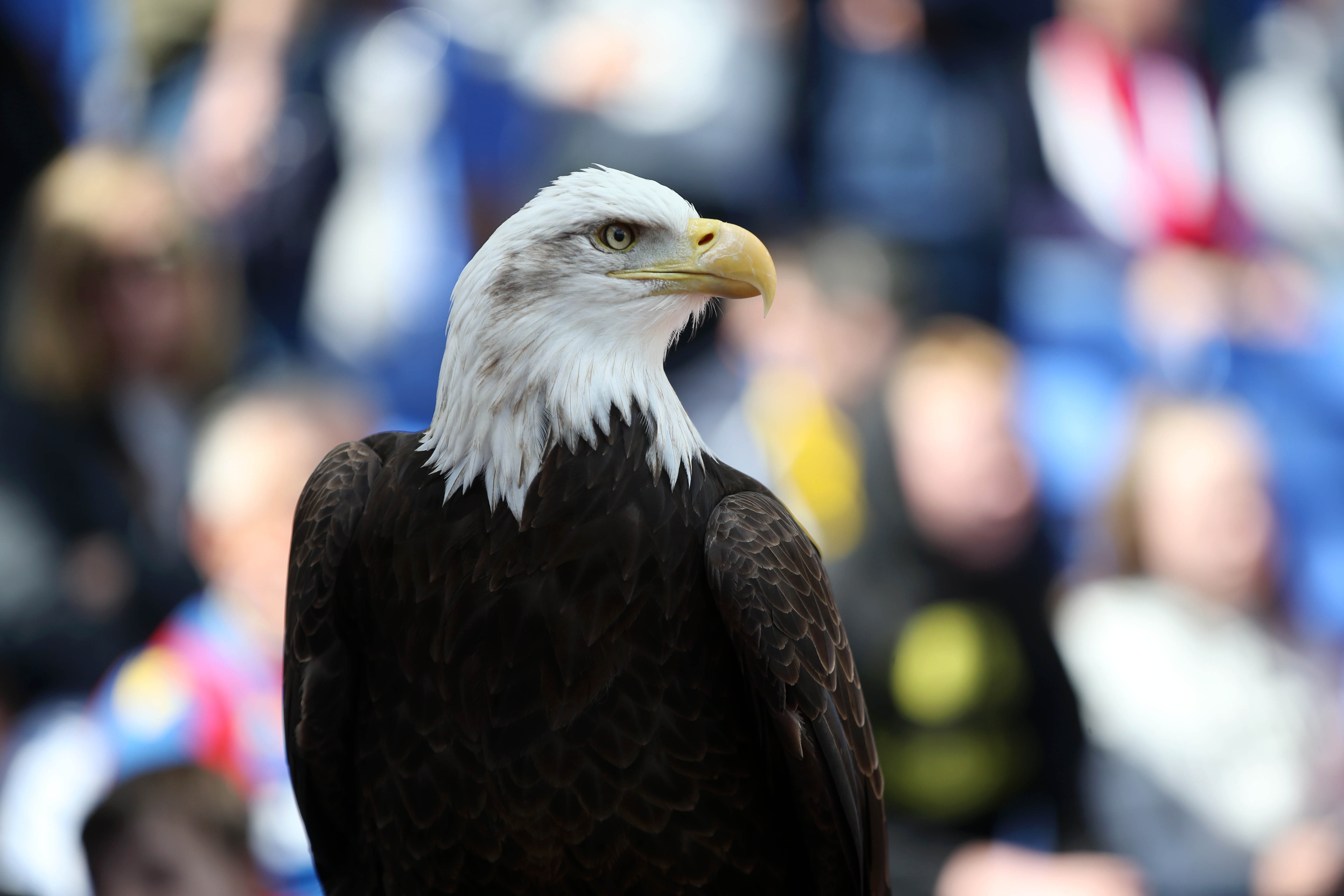 Кристъл Палас тъжи след загубата на талисмана си Белоглавият орел