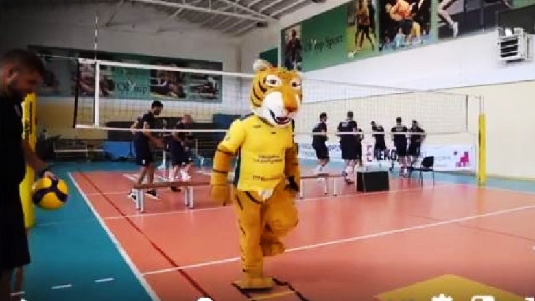 Тигърчето на Хебър изненада волейболистите от мъжкия отбор по време