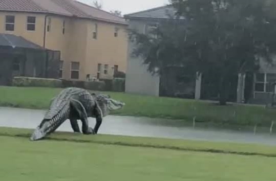 Страховит алигатор бе заснет да щурмува голф трасе във Флорида.
